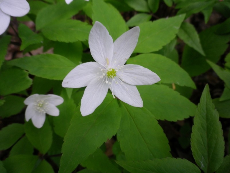 Anemonoides trifolia subsp. trifolia / Anemone trifoliata